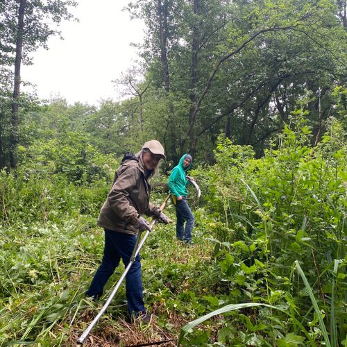 Die Feuchtwiese in Rahlstedt wird extensiv gepflegt. Für die Sensenmahd werden freiwillige Helferinnen und Helfer gesucht. Foto: Mathis Kückens